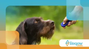 Como Adestrar um Cachorro em 10 Passos Simples