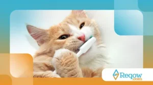 Como Escovar os Dentes do Seu Gato: Guia Completo para um Sorriso Saudável