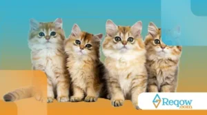 10 Curiosidades Incríveis Sobre Gatos que Você Não Sabia