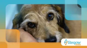 Como Ajudar um Pet Resgatado a Se Adaptar à Nova Casa