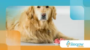 Alimentação Saudável para Cães: O Que Você Precisa Saber