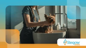 Banho e Tosa: Frequência Ideal para Cada Tipo de Pet