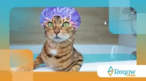 Banhos em Gatos: Quando é Necessário e Como Fazer Sem Traumas?