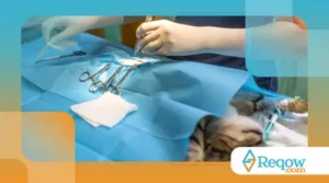 Castrar ou Não Castrar? Benefícios da Castração para Cães e Gatos