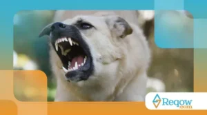 Como Lidar com um Cachorro que Late Demais