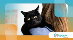 Gatos Pretos e a História da Superstição: Por Que Ainda São os Menos Adotados?