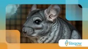 Chinchilas Como Pets: Como Cuidar Desses Pequenos Roedores Exóticos?