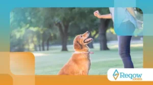 Comandos Essenciais Que Todo Cachorro Deve Aprender