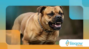 Como Corrigir Comportamentos Agressivos em Cães