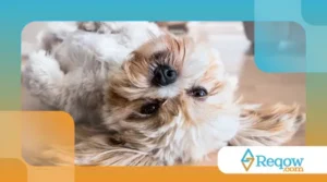 Como Ensinar o Seu Cachorro a Fazer Xixi no Lugar Certo