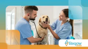 Como Escolher o Melhor Veterinário para o Seu Pet