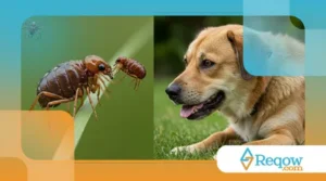 Como Identificar e Prevenir Pulgas e Carrapatos