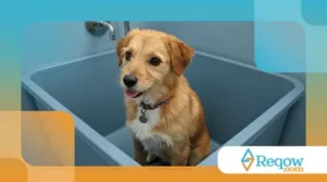 Como Manter a Higiene do Seu Pet em Dia