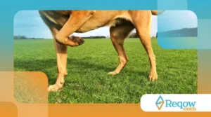 Como Saber Se Meu Pet Está Com Dor: Sinais Para Ficar Atento