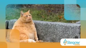 Como Saber se Meu Pet Está Acima do Peso? Dicas de Controle