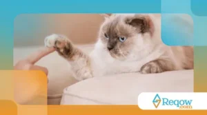 Como os Gatos se Comunicam com os Humanos?