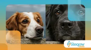 Curiosidades Sobre o Olfato dos Cães