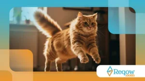 Dicas para Lidar com um Gato Arisco