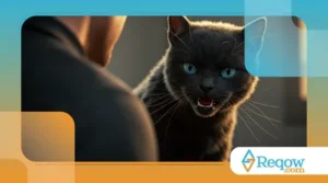 Dicas para Lidar com um Gato que Não Gosta de Carinho
