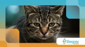 Doenças Comuns em Gatos e Como Prevenir