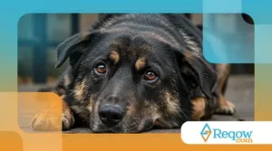 Doenças Hepáticas em Cães: Sintomas e Tratamentos