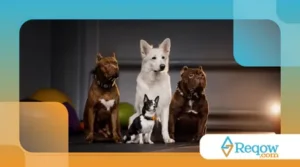 Doenças Hereditárias em Cães: O Que Você Precisa Saber
