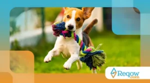 Exercícios para Cachorros Hiperativos: Como Gastar Energia Sem Sair de Casa