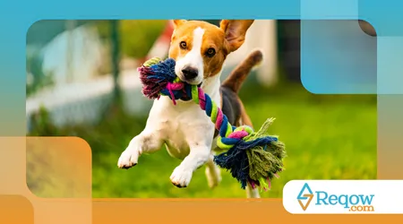 Exercícios para Cachorros Hiperativos: Como Gastar Energia Sem Sair de Casa