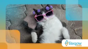 Gatos São Independentes? Mitos e Verdades Sobre Felinos