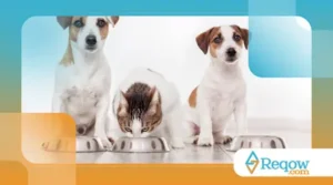 O Que Fazer se Meu Cachorro ou Gato Comer Algo Tóxico?