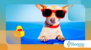 Os Melhores Cuidados para Cães e Gatos no Verão