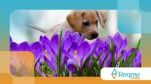 Plantas Tóxicas para Animais: Saiba Quais Evitar em Casa