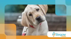 Por que os Cachorros Inclinam a Cabeça? Descubra Aqui!