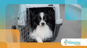 Posso Viajar Com Meu Pet? Como Escolher a Melhor Forma de Transporte
