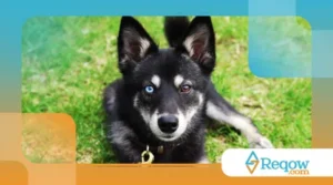 Raças de Cães Pouco Conhecidas Que Podem te Surpreender