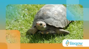 Tartarugas Domésticas: Como Criar e Cuidar Delas da Forma Certa?