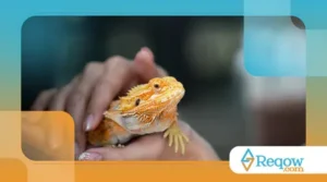 O Que Você Precisa Saber Antes de Ter um Animal Exótico em Casa