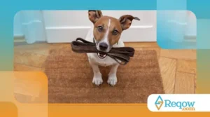 Adestramento para Cães Ansiosos: O Que Fazer?