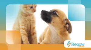 Alimentos Proibidos para Cães e Gatos: O Que Evitar?