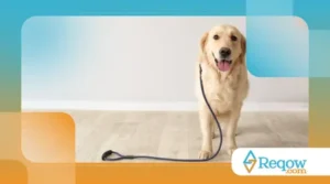 Como Ensinar o Seu Cachorro a Andar na Coleira