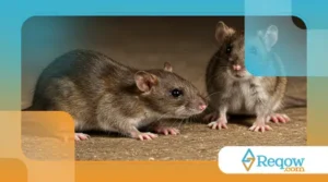 O Que os Roedores Podem Comer? Alimentação Segura para Hamsters, Porquinhos e Chinchilas