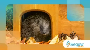 Ouriços-Pigmeus: Pequenos, Fofos e Espinhosos – Como Criá-los?