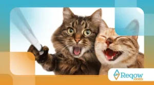 Dicas para Socializar o Seu Filhote com Outros Animais