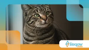 7 Curiosidades Sobre o Sono dos Gatos