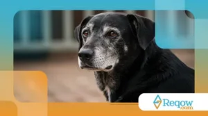 Adestramento para Cães Idosos: É Possível?
