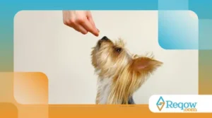 Adestramento para Cães de Porte Pequeno: O Que Você Precisa Saber