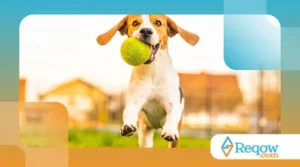 Brinquedos para Pets: Como Escolher os Mais Seguros e Estimulantes