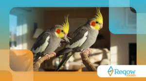 Calopsitas Como Animais de Estimação: O Que Você Precisa Saber Antes de Ter Uma?