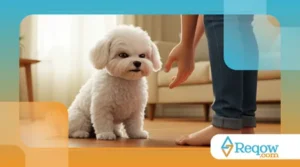 Como Ensinar Seu Cachorro a Não Morder