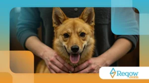 Como Fazer um Seguro de Saúde Para Seu Pet e Vale a Pena?